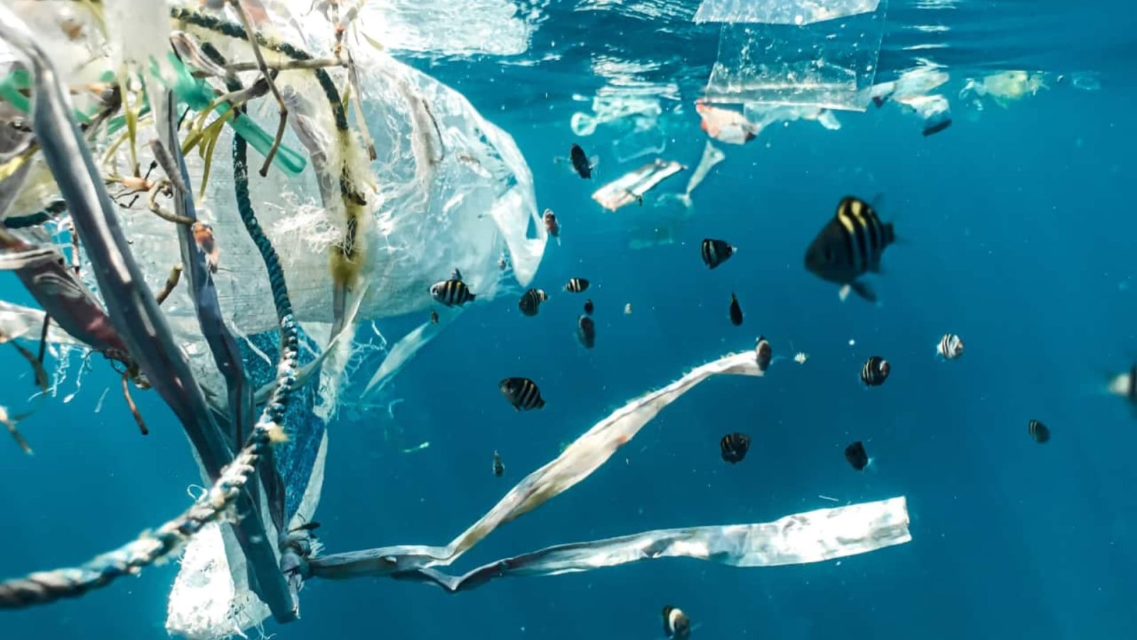 The power of reducing plastic in daily life: join Plastic Free July