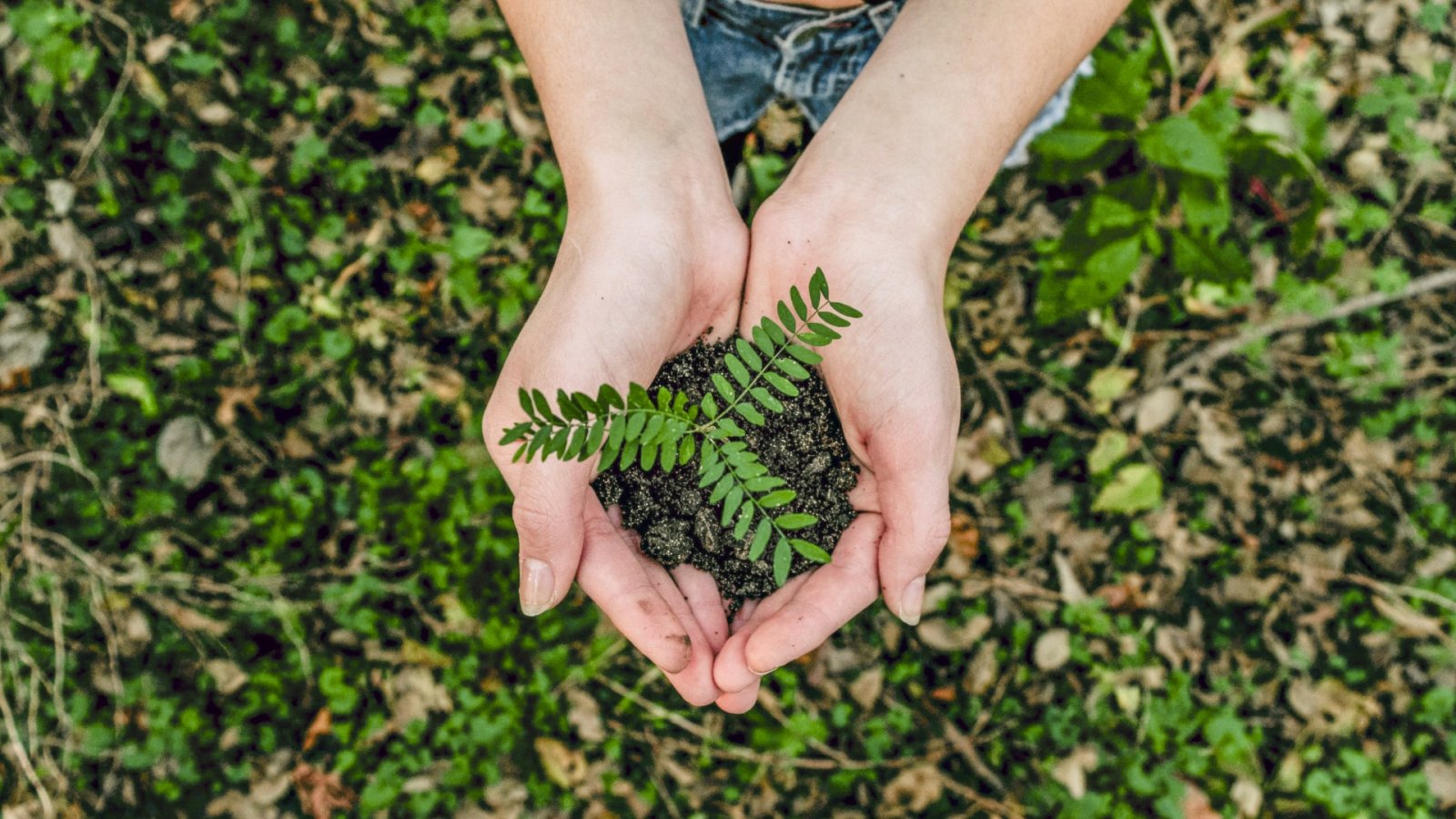 Nature as measure: Ecosystems and the future of sustainable business